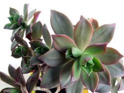 Aeonium decorum minor