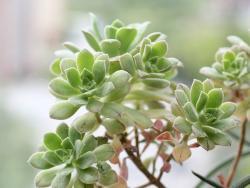 Aeonium tenensis