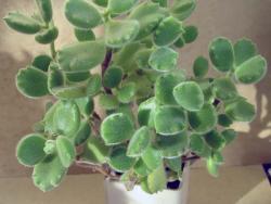 Cotyledon tomentosa