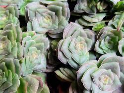 Crassula hemisphaerica