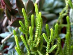 Crassula lycopodioides