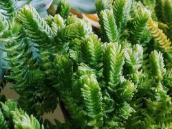 Crassula purpusii