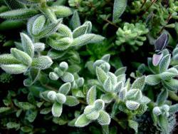 Crassula mesembryanthoides