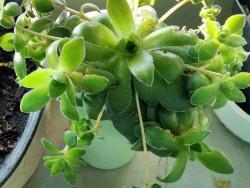 Crassula orbicularis