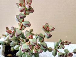 Crassula rupestris brevifolia