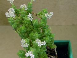 Crassula rupestris