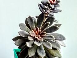 Echeveria carnicolor