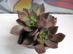 Echeveria cv Black Prince