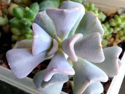 Echeveria cv Cubic Frost