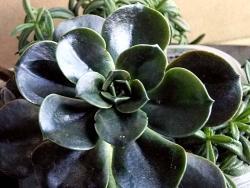 Echeveria cv Melaco