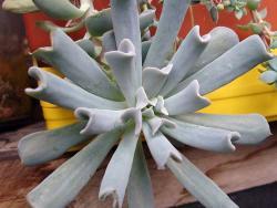 Echeveria cv Topsy Turve