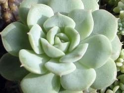 Echeveria desmetiana