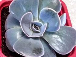 Echeveria lilacina