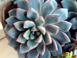 Echeveria subcorymbosa