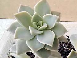 Graptopetalum paraguayense bernalense