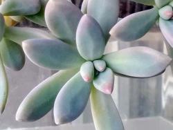 Graptosedum cv Francesco Baldi