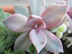 Graptoveria cv Douglas Huth