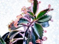 Kalanchoe cv Pink Butterflies