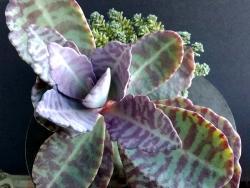 Kalanchoe figuereidoi