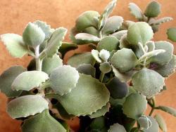 Kalanchoe milloti