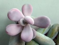 Graptopetalum ametistinum