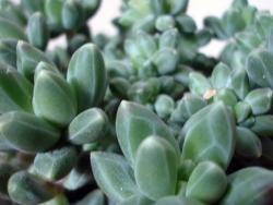 Pachyphytum compactum