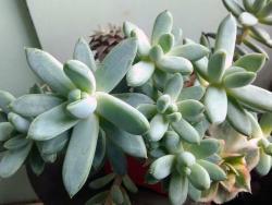 Pachyveria glauca