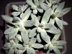 Pachyveria glauca