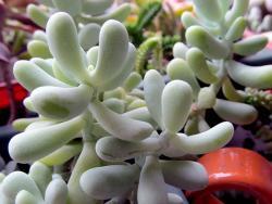 Sedum allantoides