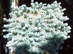 Sedum dasyphyllum