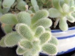 Sedum hintonii