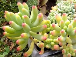 Sedum pachyphyllum