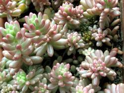 Sedum cv Aurora (variegated)