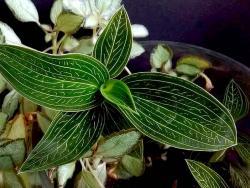 Ludisia (Haemaria) 'Alba'