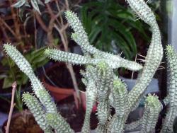 Euphorbia mammillaris (variegated)