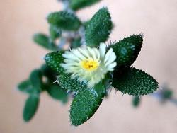 Delosperma echinatum