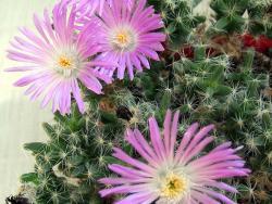 Trichodiadema densum