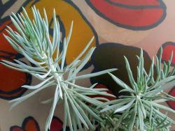 Senecio glauca