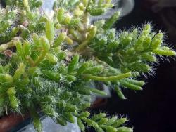 Rhipsalis mesembryanthemoides
