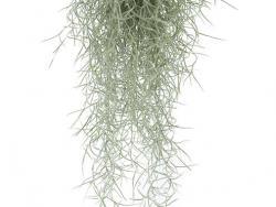 Tillandsia usneoides
