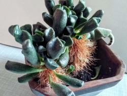 Adromischus clavifolius