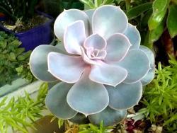 Echeveria cv Perl von Nurnberg