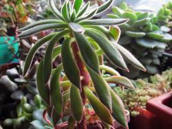 Echeveria pilosa cv Set Oliver