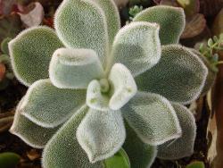 Echeveria pulvinata cv Frosty