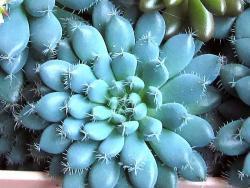 Echeveria setosa deminuta