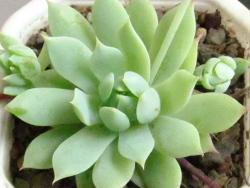 Graptopetalum macdougallii