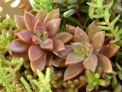 Graptoveria cv Gilva