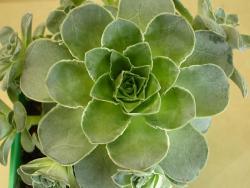 Greenovia aurea