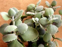Kalanchoe milloti