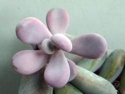 Pachyphytum ametistinum